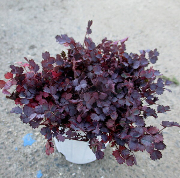 アカエナ　イネルミス　プルプレア　3号ポット苗のサムネイル