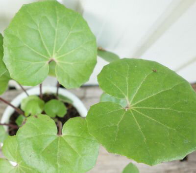 ツワブキの花言葉や誕生花 特徴 由来 英名など一挙紹介 Memoco