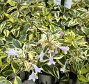 矮性アベリア　グランデフローラ ホープレイズ 　2.5号苗 (c05)