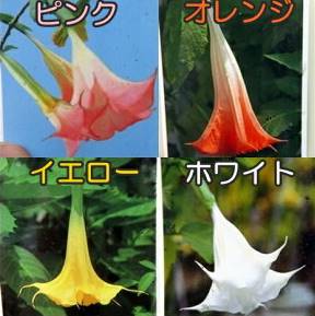 【花色で選ぶ】エンゼルトランペット(ダチュラ) 3.5号ポット苗