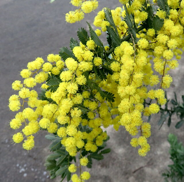 ミモザアカシア 苗木 7号ポット植え(k11)