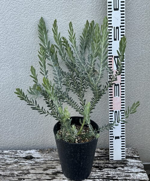 アカシア　ブルーブッシュ　苗木　5号鉢植え(J11)のサムネイル