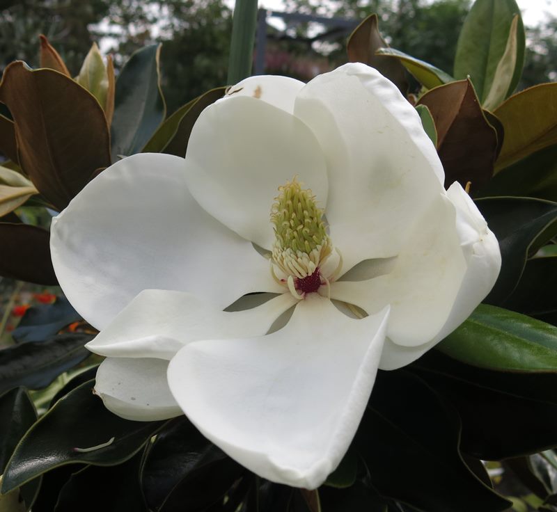 四季咲きタイサンボク　リトルジェム　苗木　5号(e04)のサムネイル