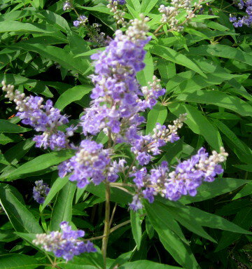 セイヨウニンジンボク　紫花　苗木