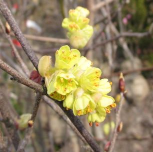 春先に黄色い花を咲かせるトサミズキ(土佐水木)香り土佐水木（カオリトサミズキ）