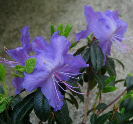 ブルーツツジ　クレーターレーク 　3.5号　苗木（a09）のサムネイル