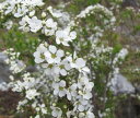 ユキヤナギ(雪柳)　白花　苗木　樹高60cm