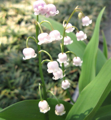 ピンクのスズラン　3号苗（花芽なし）