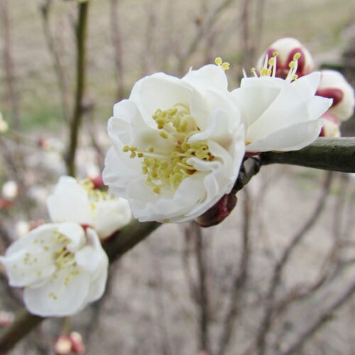 【現品発送】雲竜梅(ウンリュウバイ)　10号セラアート鉢植え　苗木【J534】