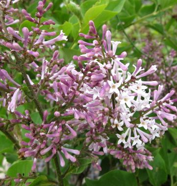 姫ライラック　ミスキム 5号　苗木のサムネイル