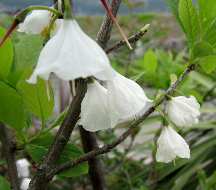 ハレーシア　白花