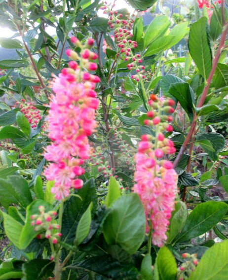 【選べる現品】アメリカリョウブ　ルビースパイス　樹高1.1m～【GA】