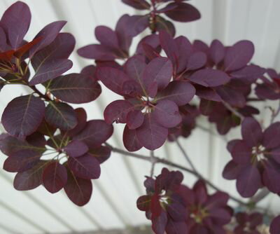 【現品発送】 スモークツリー 苗木 ロイヤルパープル 大株【落葉後発送】