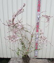 ユキヤナギ(雪柳)　ピンク　苗木　樹高80cm