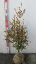 ドウダンツツジ　苗木 　70cm 《花、紅葉が美しい庭木、鉢植えなどに》