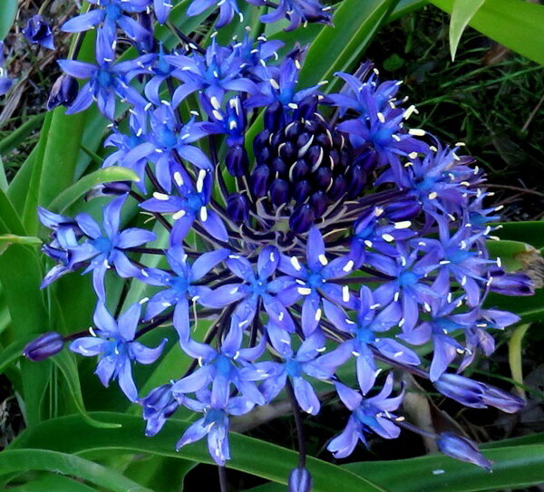 シラー ペルビアナ ブルー 4号苗(d12)