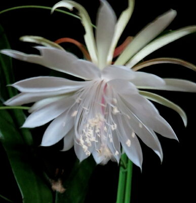 月下美人 ゲッカビジン の花言葉は 色別や種類別にご紹介 Botanica 月下美人 ゲッカビジン の花言葉は 色別や種類別にご紹介 Botanica