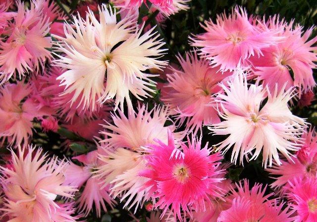 ナデシコ’ピーチプリンセス’のサムネイル