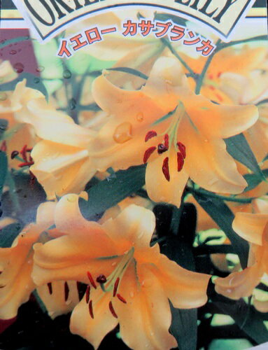 ユリ（黄色のカサブランカ）イエローカサブランカ　3.5号苗(a12)のサムネイル