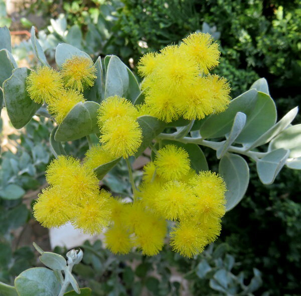 【現品/花芽付き】パールアカシア　ポダリリーフォリア 　8号フレグラー鉢植え　樹高1.8m　苗木　112688のサムネイル