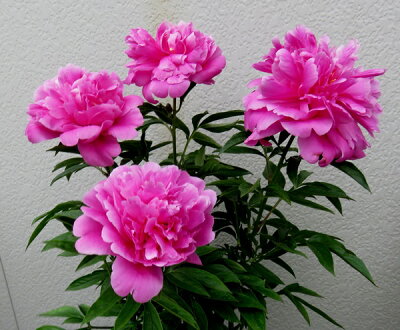 牡丹の育て方は 挿し木や植え替え時期など栽培方法のコツを詳しく解説 暮らし の 牡丹の育て方は 挿し木や植え替え時期など栽培方法のコツを詳しく解説 暮らし の