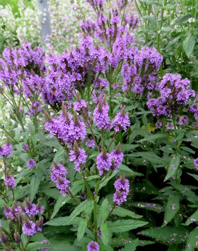 宿根バーベナ　ハスタータ　ブルースパイヤー　4号苗(e07)のサムネイル