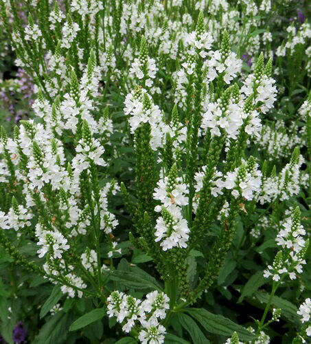 宿根バーベナ　ハスタータ　ホワイトスパイヤー　3.5号苗(c02)のサムネイル