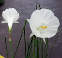 【花終わり】ナルキッスス　バルボコジューム　カンタブリカス モノフィラス　3.5号苗(g02) その1