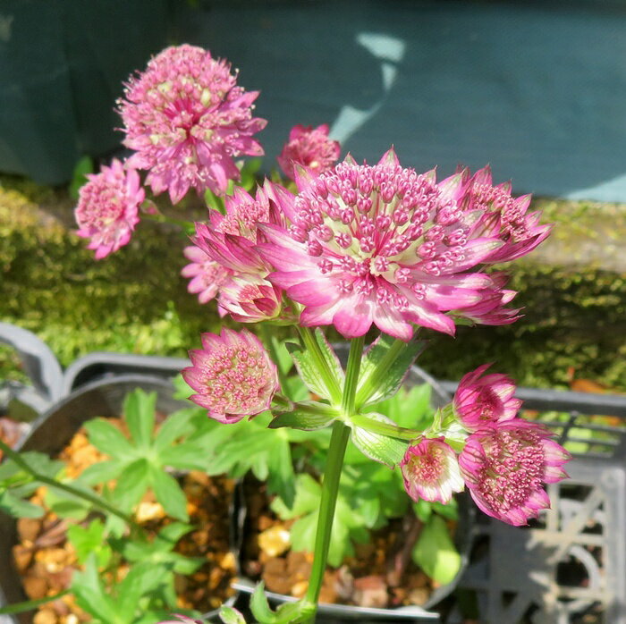 アストランチア　スターオブビューティー　4.5号大苗(g05-2)のサムネイル