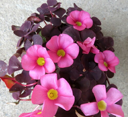 オキザリス　パープルドレス　3.5号苗()のサムネイル