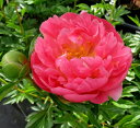芍薬苗(シャクヤク苗) コマンドパフォーマンス 6号苗(z)...