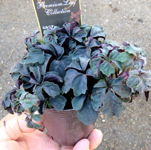 ミカニア　デンタータ 　2.5号苗(b18)のサムネイル