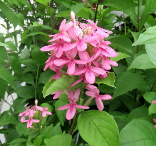 ルッティルスポリア　フィス・ヴァン・ヒールデン　5号　苗(e08)