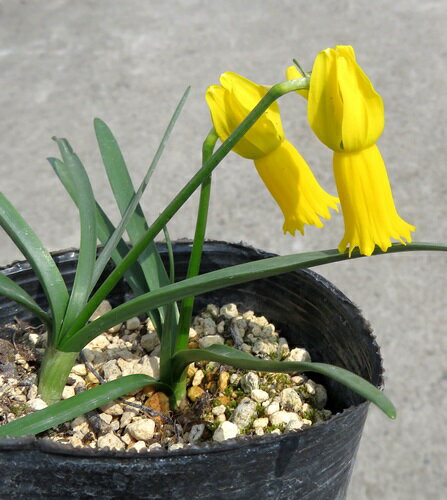 スイセン（水仙）シクラミネウス　3号苗(a12)のサムネイル