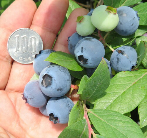 ブルーベリー　クーパー　苗木　5号【サザンハイブッシュ系】(y03)のサムネイル