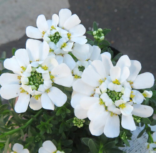 宿根イベリス(シュッコンイベリス）ブライダルブーケ　3.5号ポット苗（c05）のサムネイル