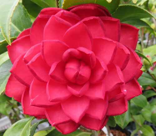 雪椿（ユキツバキ）　くす玉（クスダマ）4.5号ポット植え　苗木(g08-1)