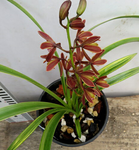 斑入り金稜辺（フイリキンリョウヘン）若松（ワカマツ）4号鉢植え(h44)