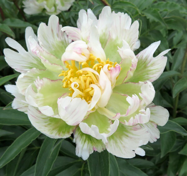 楽天市場】芍薬 苗(開花時期春)の通販 楽天市場】芍薬 苗(開花時期春)の通販