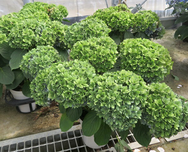 【秋色・花傷み】アジサイ　ごきげんよう（ゴキゲンヨウ）5号鉢植え苗【23年入荷株】