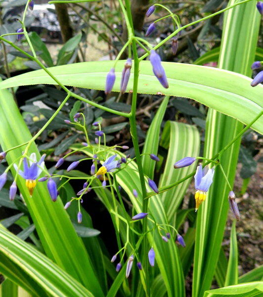 現品　黄斑桔梗蘭（キキョウラン）4号植え(h44)のサムネイル