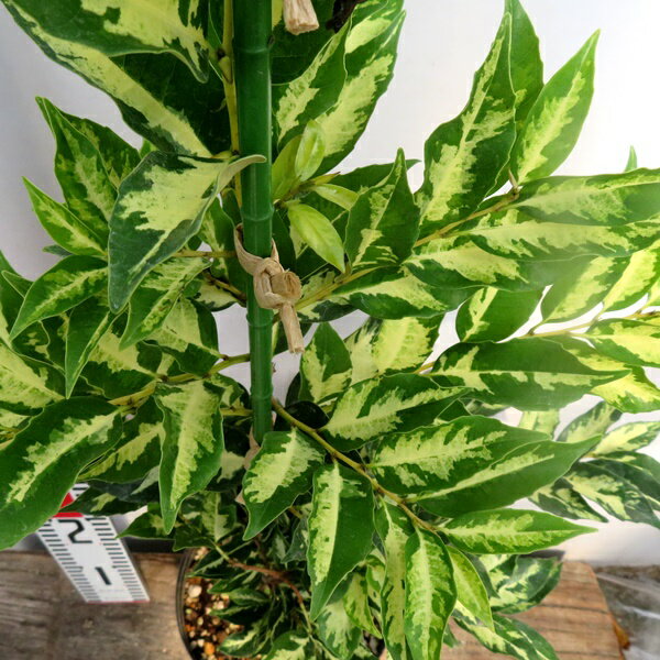 【選べる現品】斑入りスダジイ　神代イエローセンターズ　苗木　7号鉢植え【G】