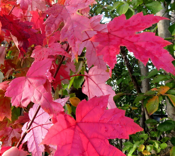 フリーマニーカエデ(楓)　オータムブリーズ　 苗木　6号(z04-3)