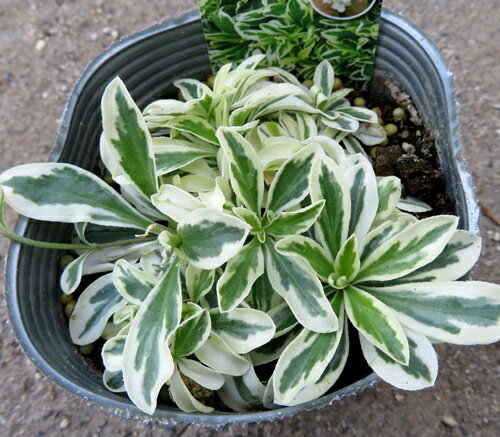 アラビス プロクレンス　バリエガータ　3号苗(J03-1)のサムネイル