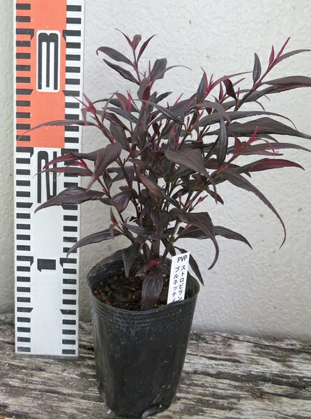 ストロビランテス　ブルネッティー　3号苗