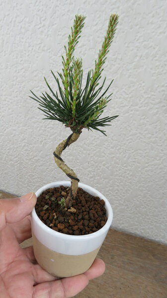 三河黒松(ミカワクロマツ)　ねじり仕立苗木　3号鉢(g02)