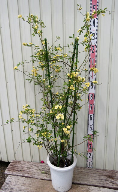 現品　黄モッコウバラ　八重咲き　苗木　8号鉢植え（b07）