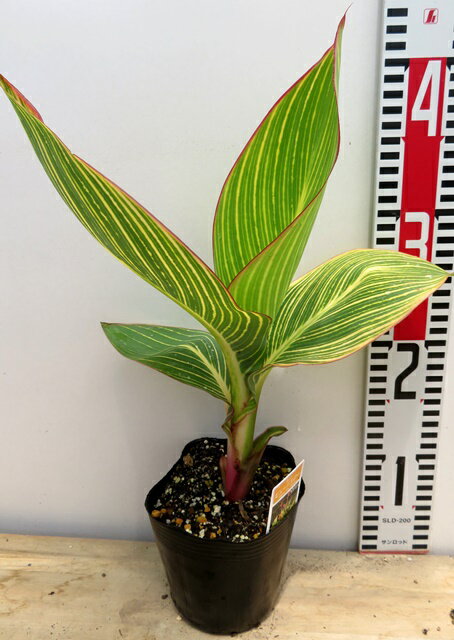 カンナ中型種　ビューイエロー　4号苗(k03)のサムネイル