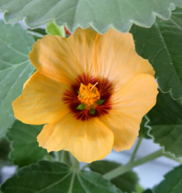 イリマ 苗の商品画像