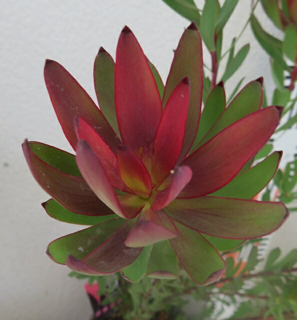 リュウカデンドロン（リューカデンドロン）ハーレクイーン　5号苗